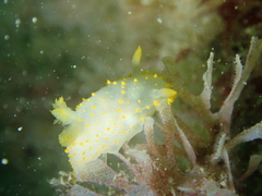 Crimora papillata