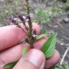 Verbena recta