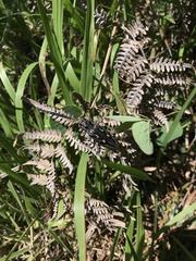 Chalcophora mexicana