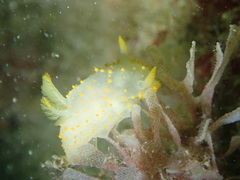 Crimora papillata