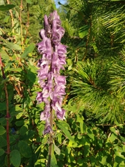 Aconitum leucostomum