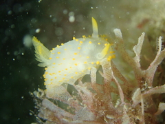 Crimora papillata