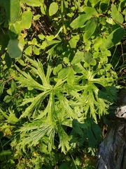 Aconitum leucostomum