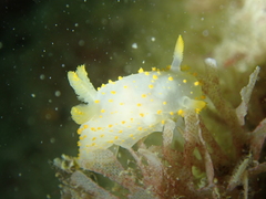 Crimora papillata
