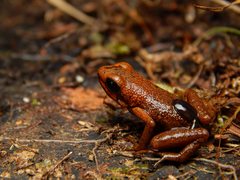 Andinobates cassidyhornae