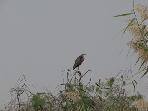Ardea purpurea