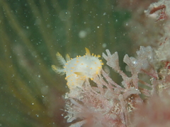 Crimora papillata