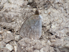 Erebia tyndarus