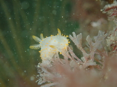 Crimora papillata
