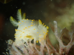 Crimora papillata