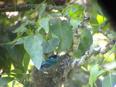 Chalcothraupis ruficervix