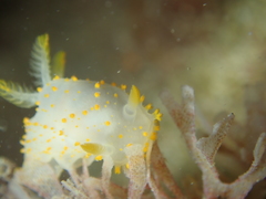 Crimora papillata