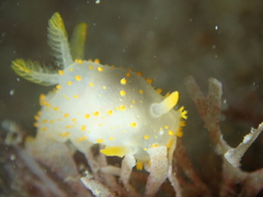Crimora papillata