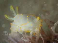 Crimora papillata