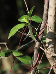 Macrotyloma axillare