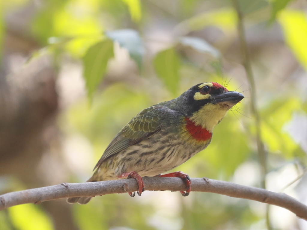 Coppersmith Barbet