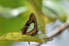 Polyura hebe plautus