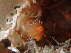 Stolonica socialis