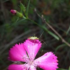 Calocoris alpestris
