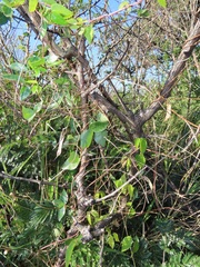 Macrotyloma axillare