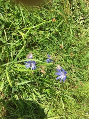 Cichorium intybus intybus