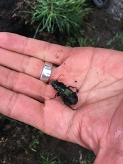 Megadromus antarcticus