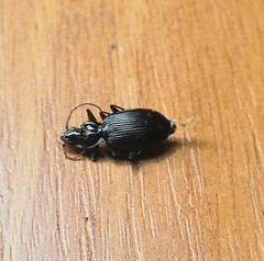 Limodromus assimilis