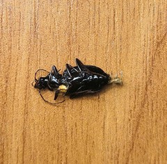 Limodromus assimilis