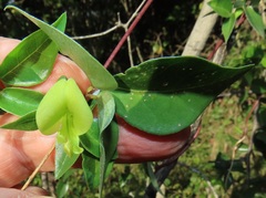 Macrotyloma axillare