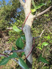 Macrotyloma axillare