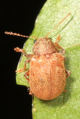 Demotina modesta