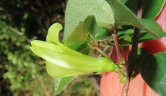 Macrotyloma axillare