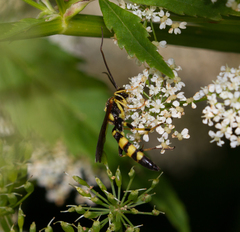 Ichneumon annulatorius