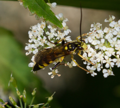 Ichneumon annulatorius