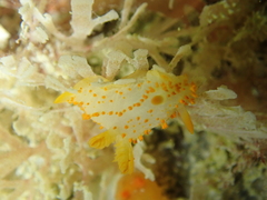 Crimora papillata