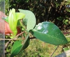 Macrotyloma axillare