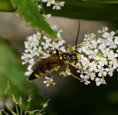 Ichneumon annulatorius