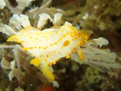 Crimora papillata