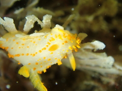 Crimora papillata