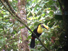 Ramphastos brevis