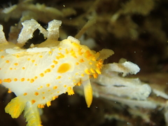 Crimora papillata
