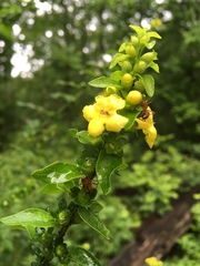Dasistoma macrophylla