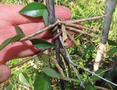 Macrotyloma axillare