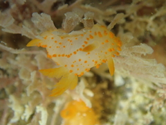 Crimora papillata