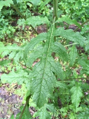 Dasistoma macrophylla