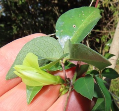 Macrotyloma axillare