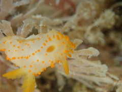 Crimora papillata