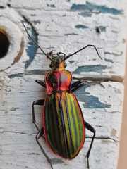 Chrysocarabus