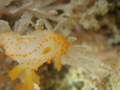 Crimora papillata
