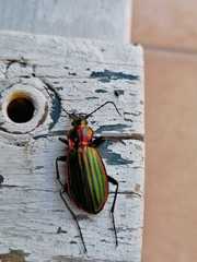 Chrysocarabus